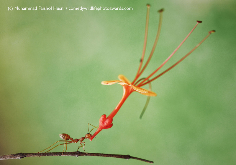 Illustration for article titled Alégrate el día con las fotos finalistas de los Comedy Wildlife Photography Awards